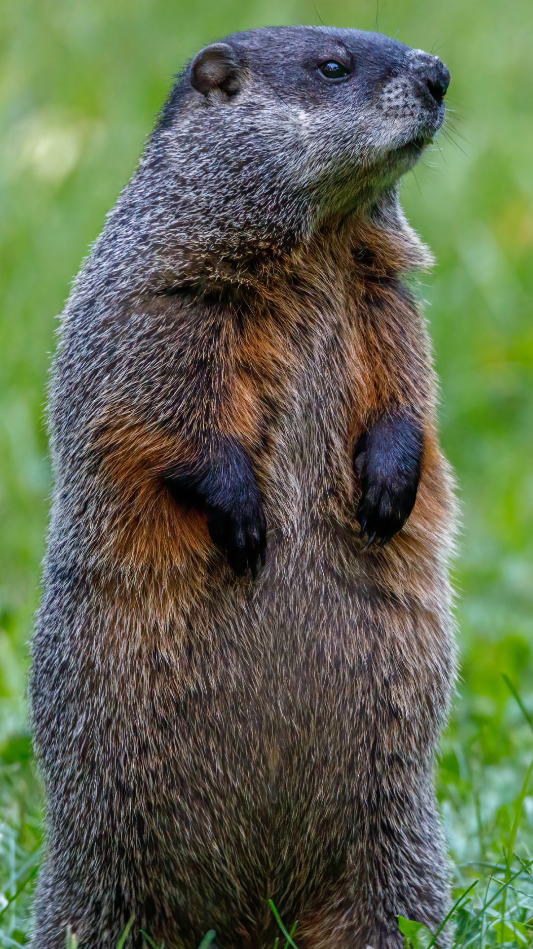 Marmottes inoffensives mais intrusives